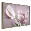 Plakat - Pastelowe tulipany I