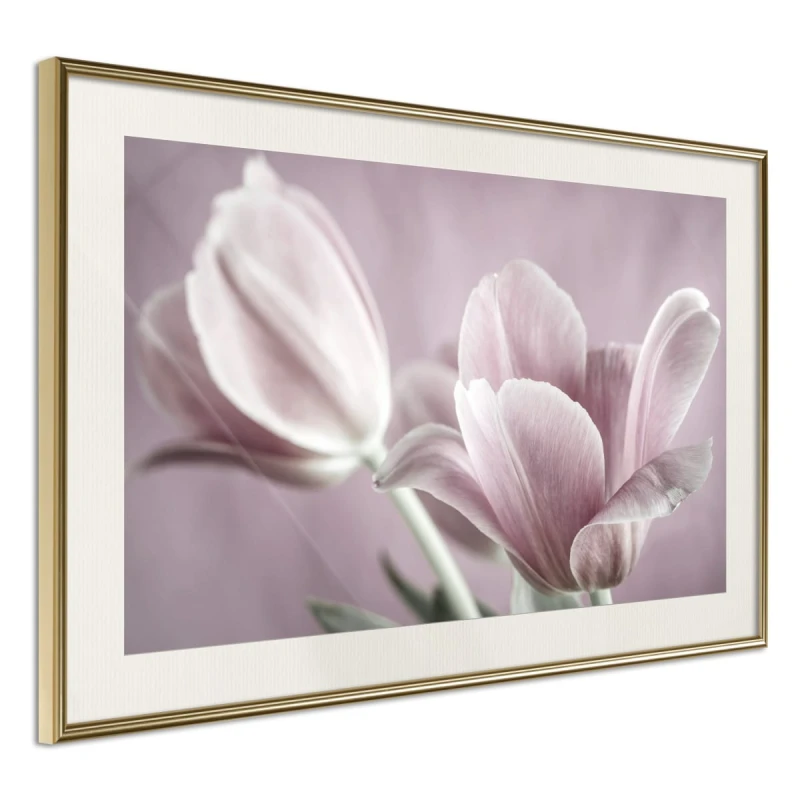 Plakat - Pastelowe tulipany I