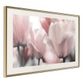 Plakat - Pastelowe tulipany II