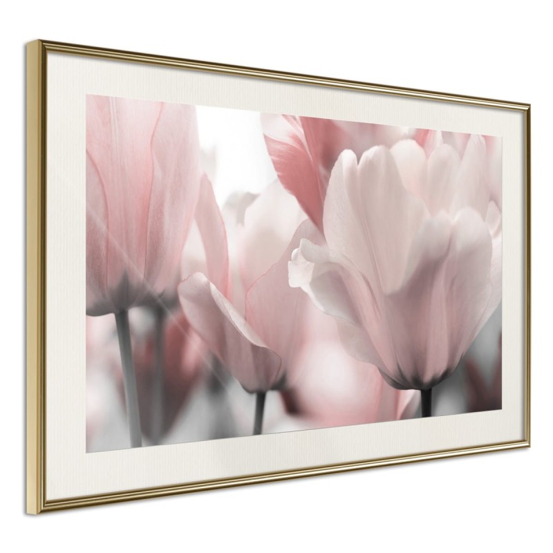 Plakat - Pastelowe tulipany II