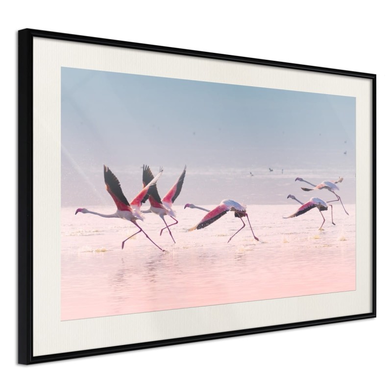 Plakat - Flamingi zrywają się do lotu