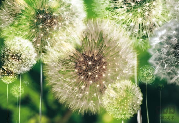 Fototapeta DMUCHAWCE 56