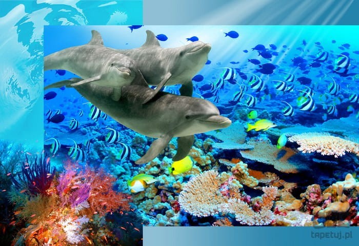Fototapeta DELFINY 72