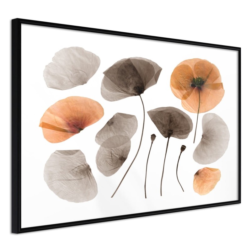 Plakat - Zasuszone maki