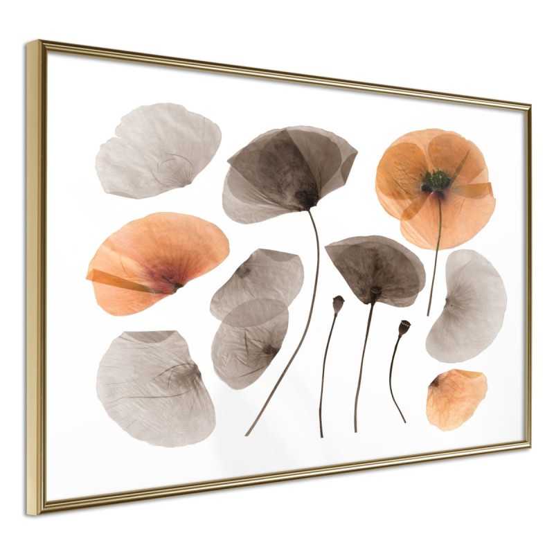 Plakat - Zasuszone maki