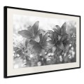 Plakat - Mroczne lilie