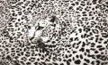 Fototapeta CZARNO BIAŁY GEPARD 295