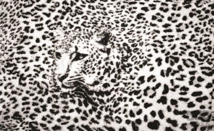 Fototapeta CZARNO BIAŁY GEPARD 295
