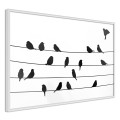 Plakat - Posiedzenie ptasiej rady