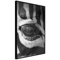 Plakat - Zebra Cię obserwuje