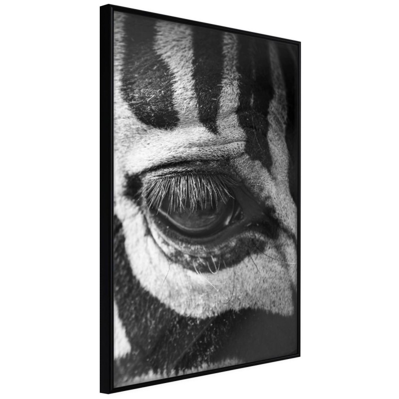 Plakat - Zebra Cię obserwuje