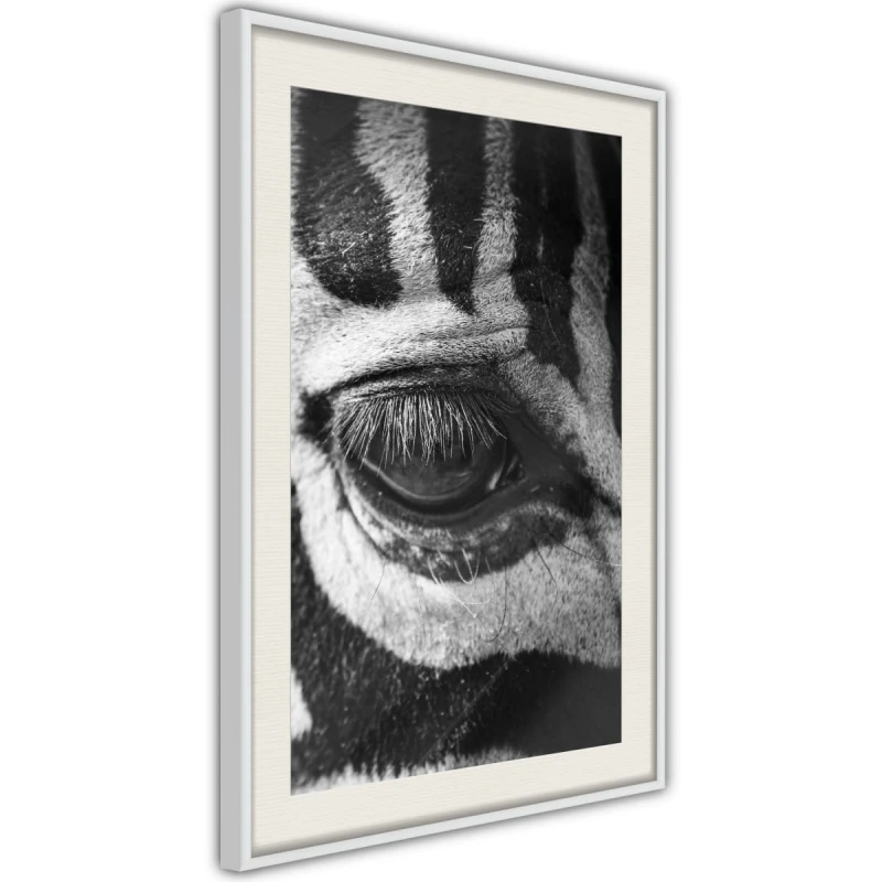 Plakat - Zebra Cię obserwuje