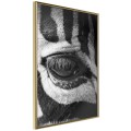 Plakat - Zebra Cię obserwuje