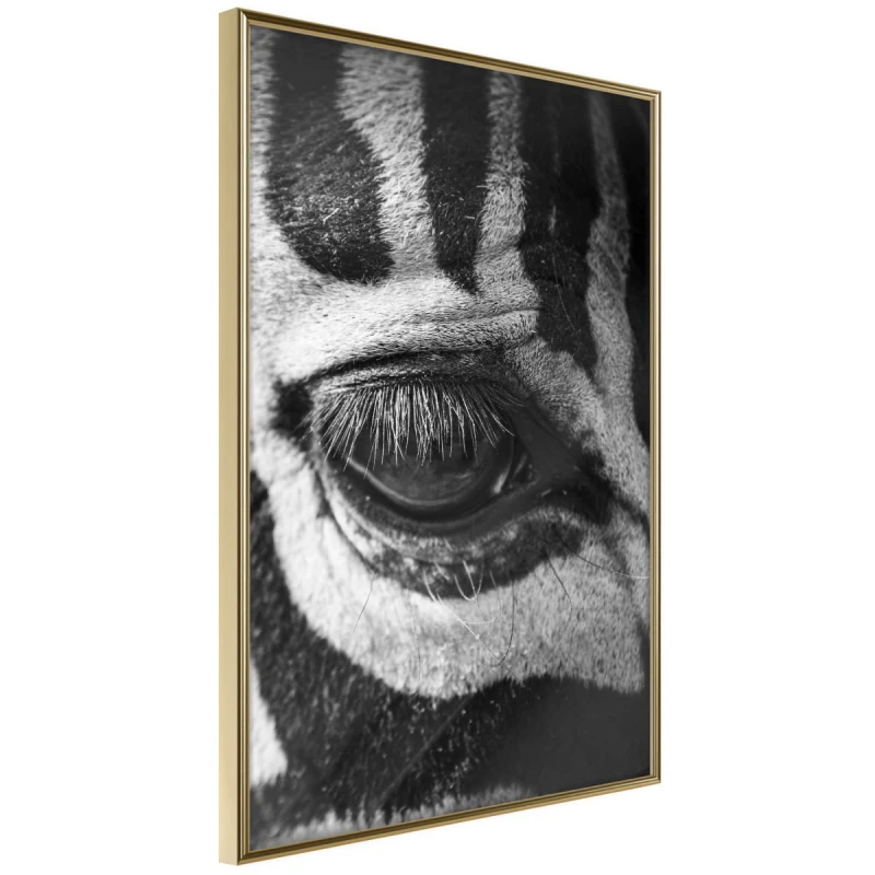 Plakat - Zebra Cię obserwuje