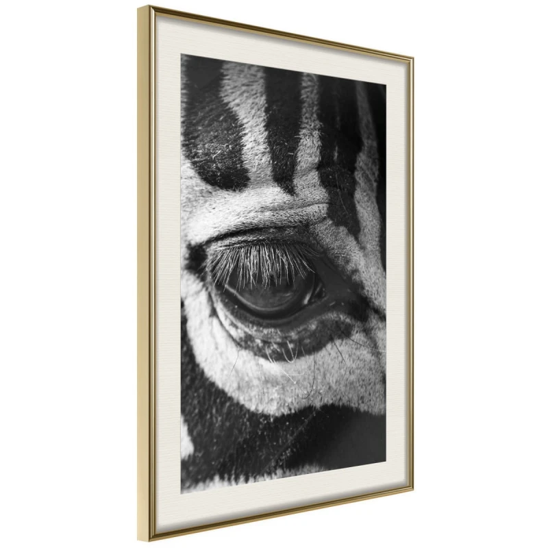 Plakat - Zebra Cię obserwuje