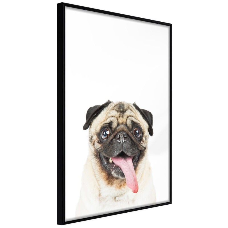 Plakat - Śmieszny mops