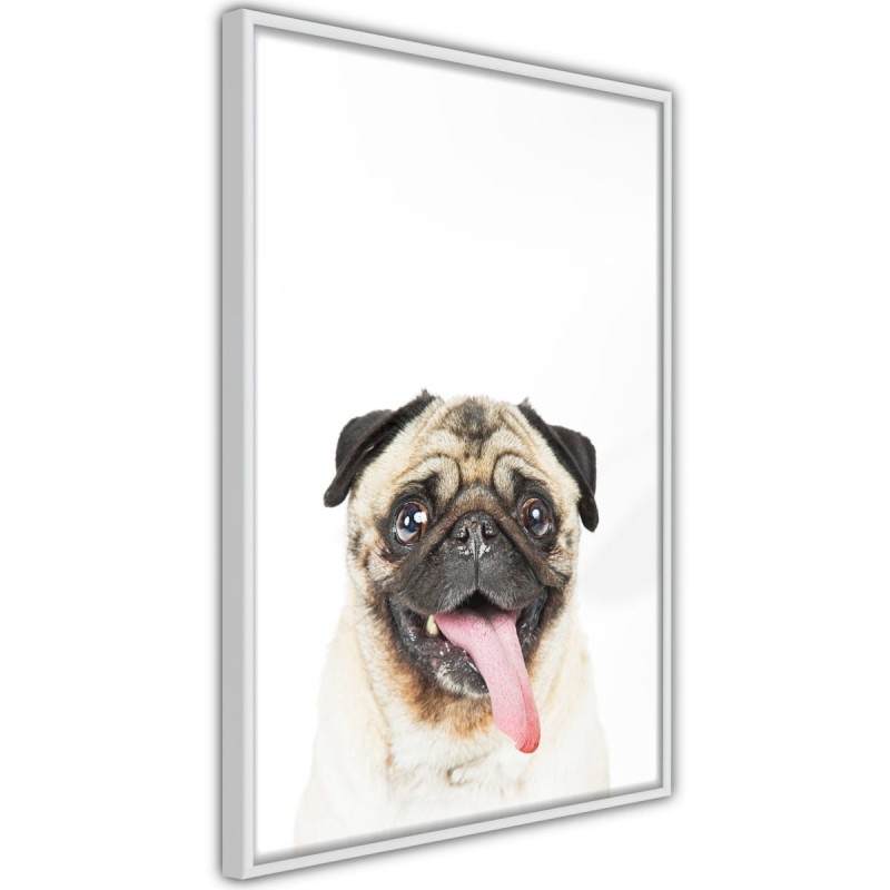 Plakat - Śmieszny mops