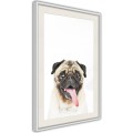 Plakat - Śmieszny mops