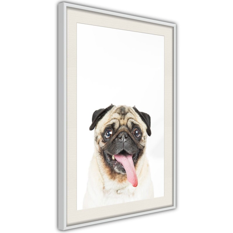 Plakat - Śmieszny mops