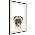 Plakat - Śmieszny mops