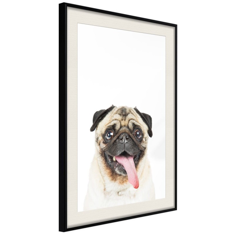 Plakat - Śmieszny mops