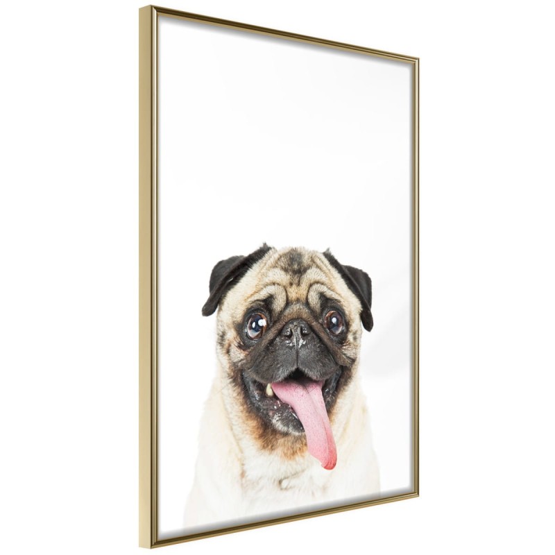 Plakat - Śmieszny mops