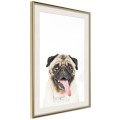 Plakat - Śmieszny mops