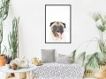Plakat - Śmieszny mops