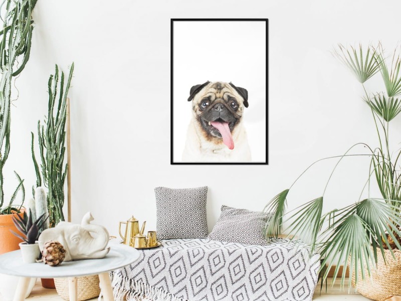 Plakat - Śmieszny mops