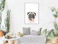 Plakat - Śmieszny mops