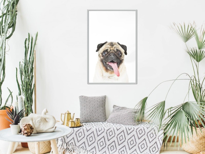 Plakat - Śmieszny mops