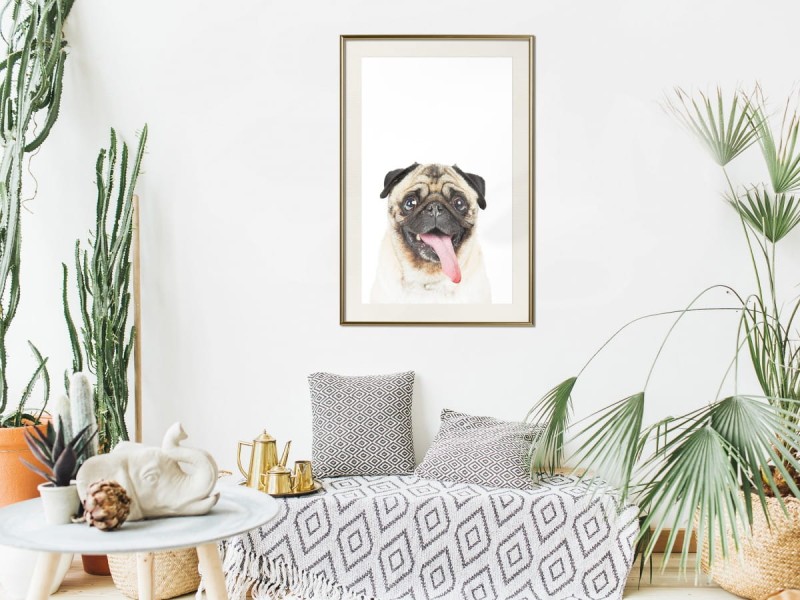 Plakat - Śmieszny mops