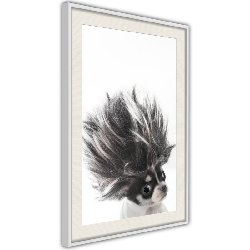 Plakat - Śmieszna chihuahua