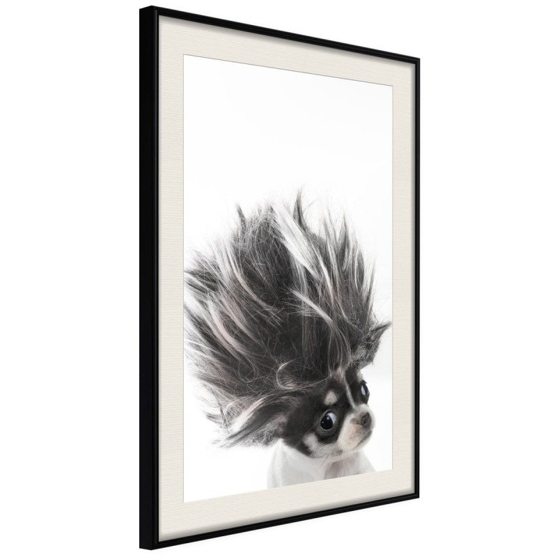 Plakat - Śmieszna chihuahua
