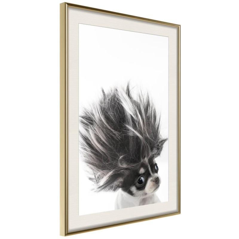 Plakat - Śmieszna chihuahua