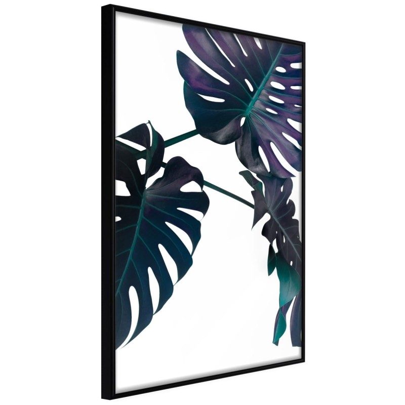 Plakat - Wiecznie zielona monstera