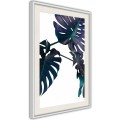 Plakat - Wiecznie zielona monstera