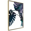Plakat - Wiecznie zielona monstera