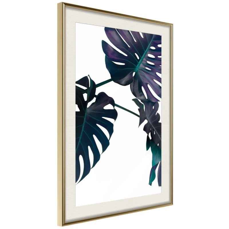 Plakat - Wiecznie zielona monstera