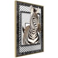Plakat - Zebra w ramie