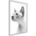 Plakat - Sfinks