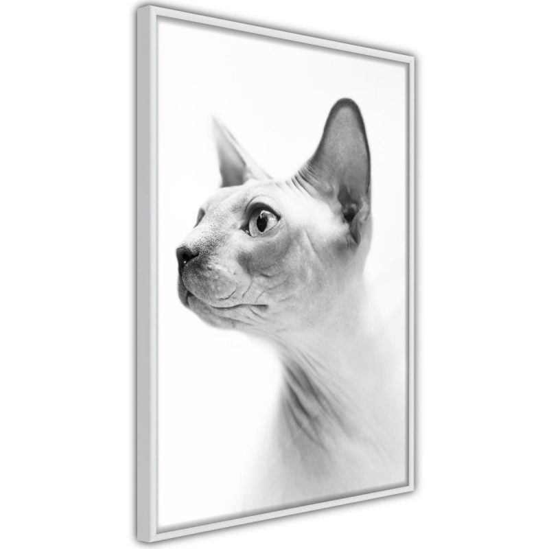 Plakat - Sfinks