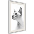 Plakat - Sfinks