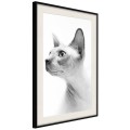 Plakat - Sfinks