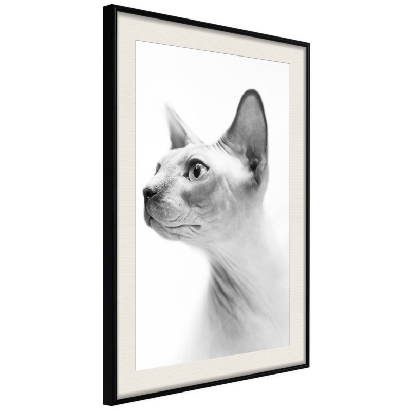 Plakat - Sfinks