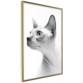Plakat - Sfinks