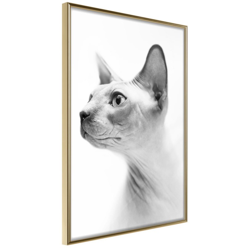 Plakat - Sfinks
