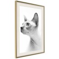 Plakat - Sfinks