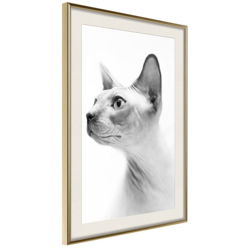 Plakat - Sfinks