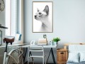 Plakat - Sfinks
